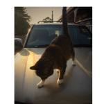 Cat on a hot tin roof.