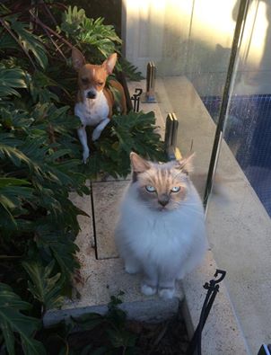 Oscar and Bentley - where were you!!